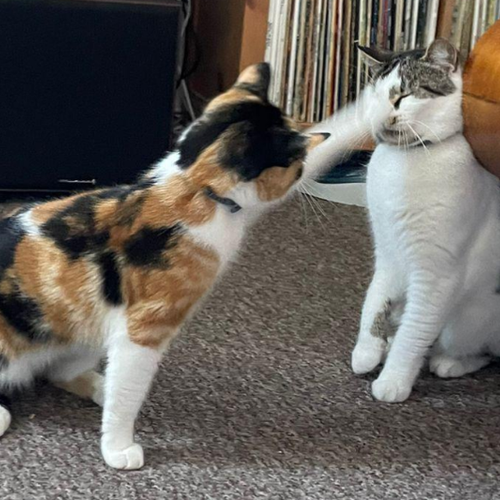 みけ