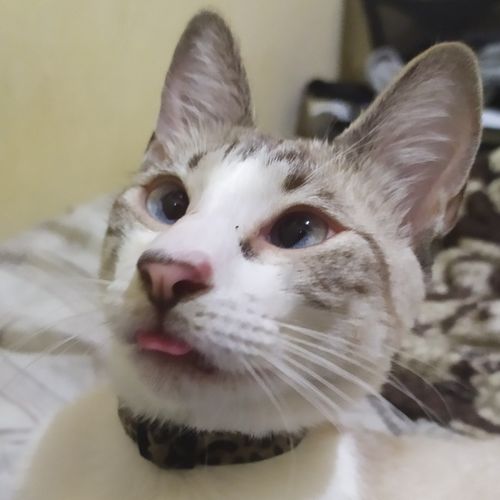 ゆき