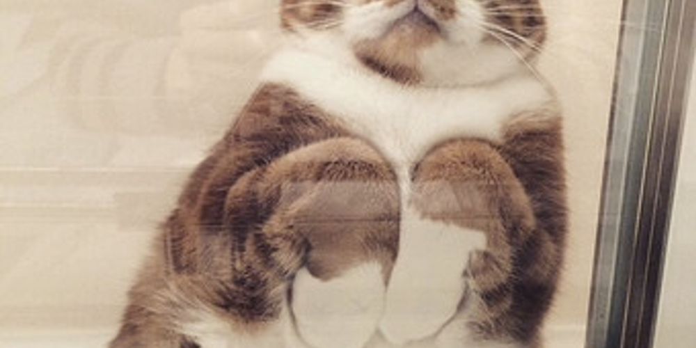 くつろぐ猫たち